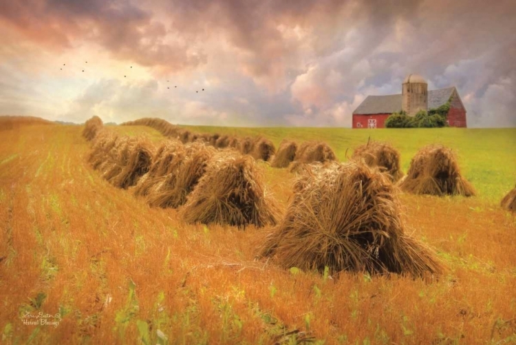 Picture of HARVEST BLESSINGS