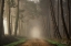 Picture of MISTY MORNING