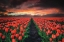 Picture of ENDLESS FIELDS