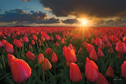 Picture of TULIPS AT SUNSET