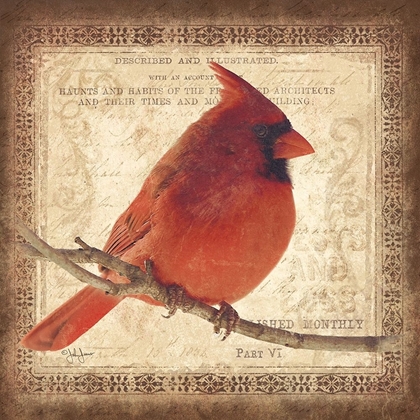 Picture of MALE CARDINAL