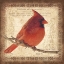 Picture of MALE CARDINAL