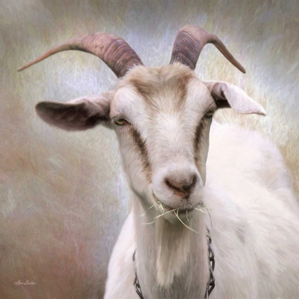 Picture of UP CLOSE GOAT