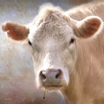 Picture of UP CLOSE COW