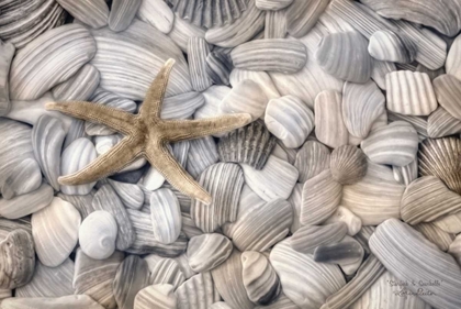 Picture of STARFISH AND SEASHELLS