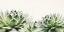 Picture of SOFT SUCCULENTS I