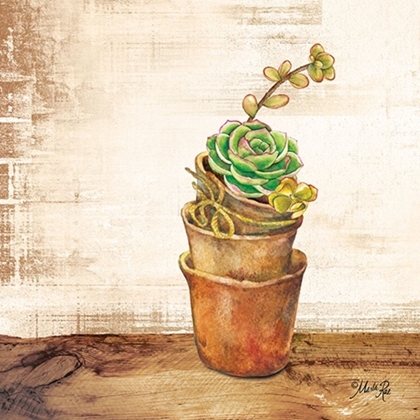 Picture of SUCCULENTS IN A POT