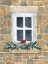Picture of WINTER VISITOR