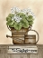 Picture of HOME SWEET HOME GERANIUMS