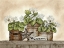 Picture of LOVE GROWS HERE GERANIUMS