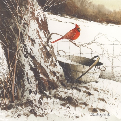 Picture of COUNTRY CARDINAL