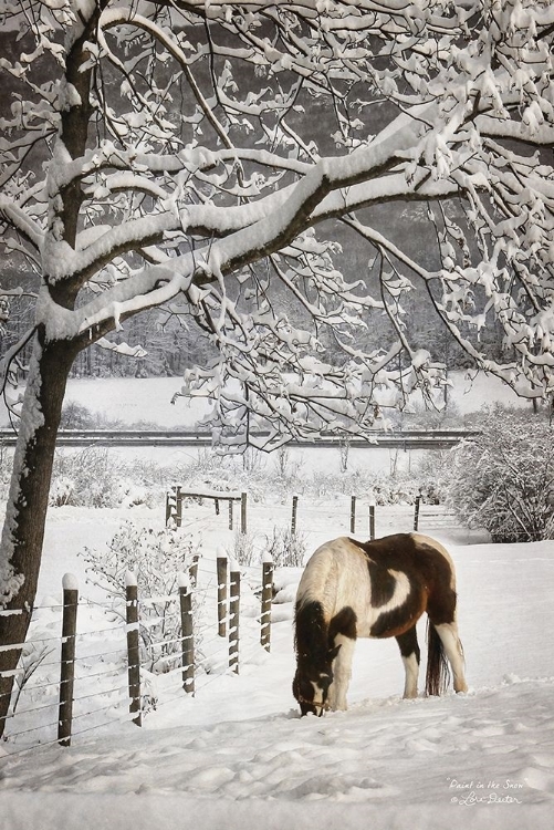 Picture of PAINT IN THE SNOW