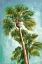 Picture of THE COCONUT TREE II