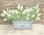 Picture of FLOWERS AND GARDEN TULIPS