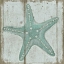 Picture of STARFISH