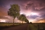 Picture of TREES AND LIGHTNING