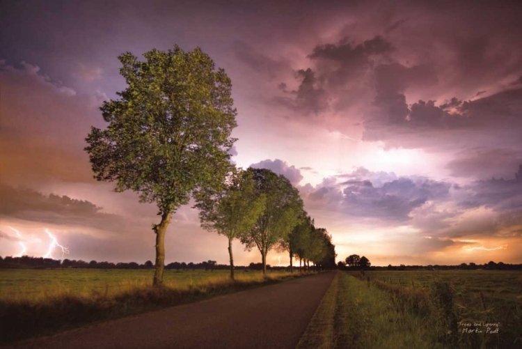 Picture of TREES AND LIGHTNING