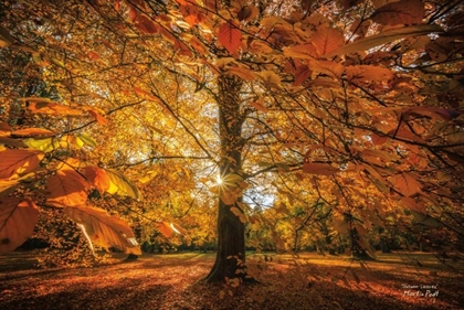 Picture of AUTUMN LEAVES