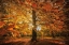 Picture of AUTUMN LEAVES