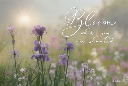 Picture of BLOOM WHERE YOU ARE PLANTED