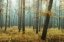 Picture of HOLTERBERG IN THE MIST
