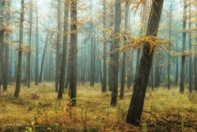 Picture of HOLTERBERG IN THE MIST