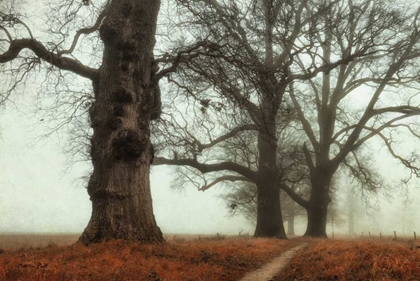 Picture of MISTY TREES