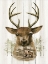 Picture of DEER WILDERNESS PORTRAIT