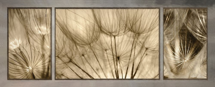 Picture of GOATSBEARD TRIO