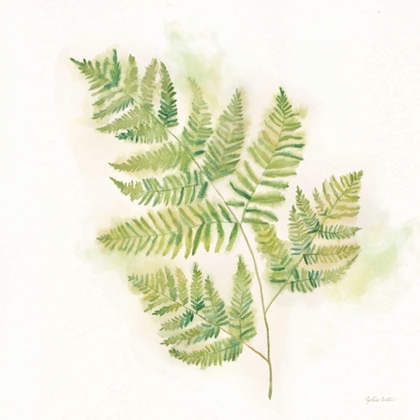 Picture of MODERN FERNS II 