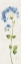 Picture of AIRY BLUES II