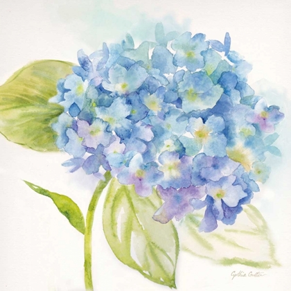 Picture of PAINTED HYDRANGEAS I