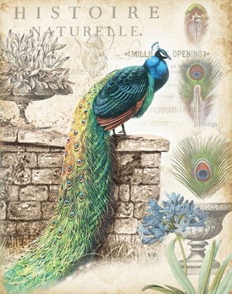 Picture of VINTAGE PEACOCKS I