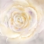 Picture of WATERCOLOR ROSE CLOSEUP I
