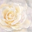 Picture of WATERCOLOR ROSE CLOSEUP II