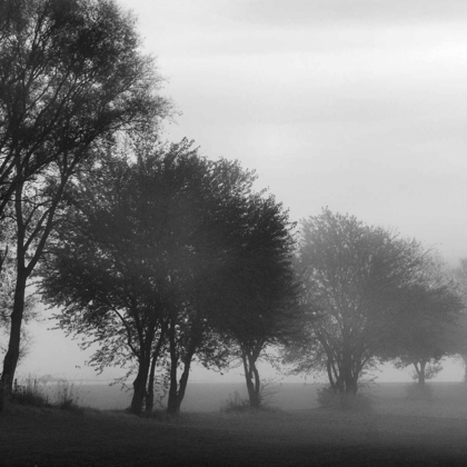 Picture of FOG THROUGH THE TREES I