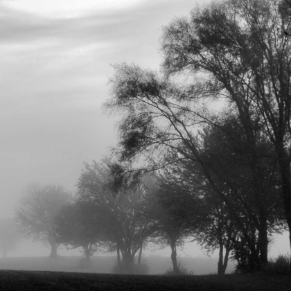 Picture of FOG THROUGH THE TREES II