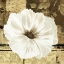 Picture of POPPIES IN GREY II