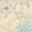 Picture of NAUTICAL SHELLS I