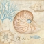 Picture of NAUTICAL SHELLS III