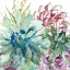 Picture of SUCCULENT GARDEN WATERCOLOR II