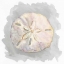 Picture of SHELLS ON GREY IV