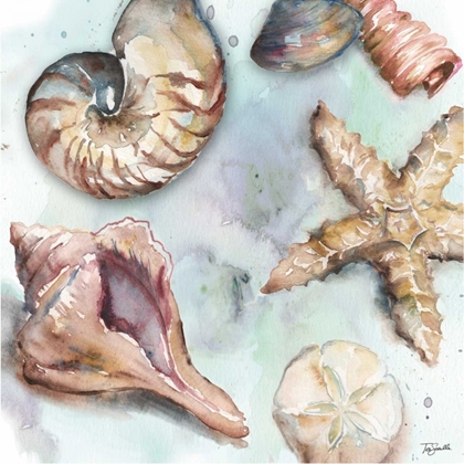 Picture of WATERCOLOR SHELL TOSS II