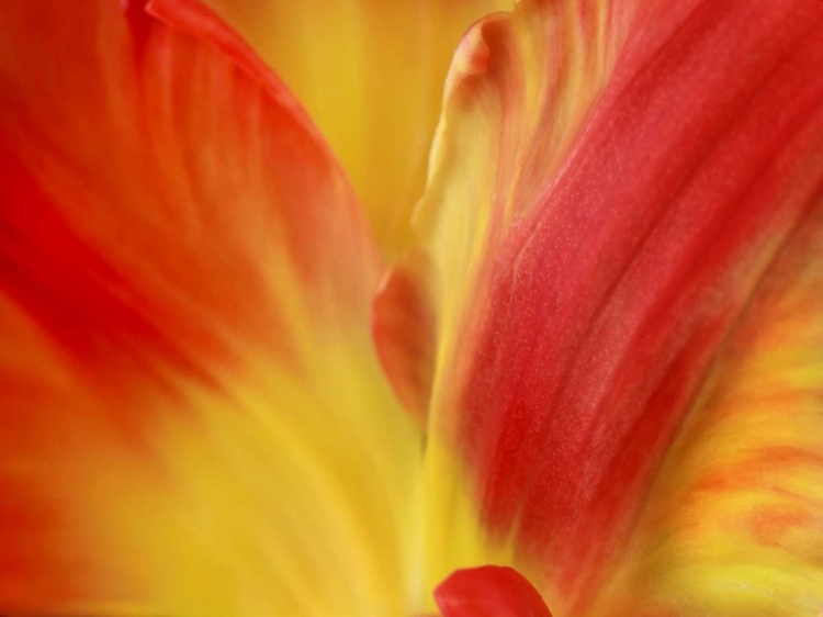 Picture of TULIPA