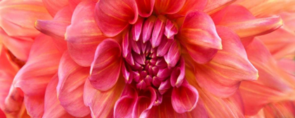 Picture of PERFECT DAHLIA 