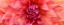 Picture of PERFECT DAHLIA 