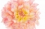 Picture of CORAL DAHLIA