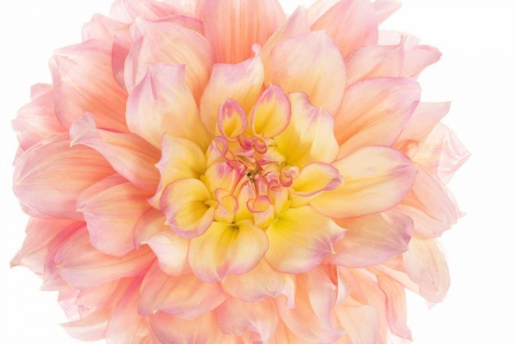 Picture of CORAL DAHLIA