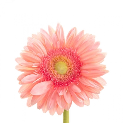 Picture of GERBERA DAISY 