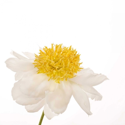 Picture of GOLD STANDARD PEONY 